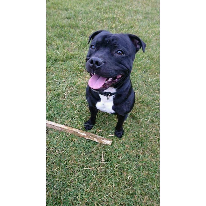 Dog for sale