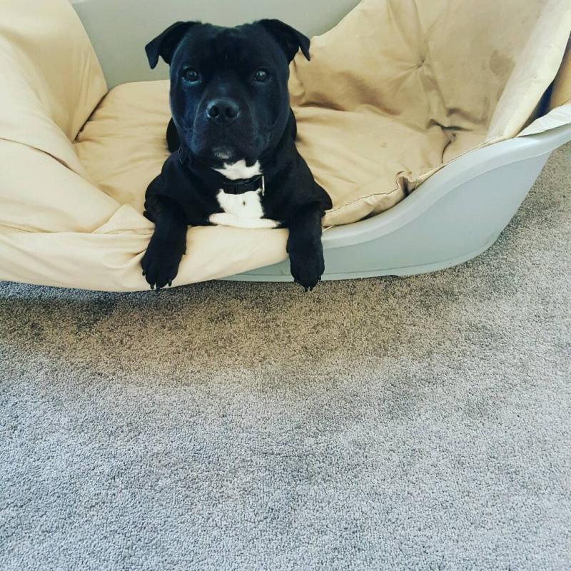 Dog for sale