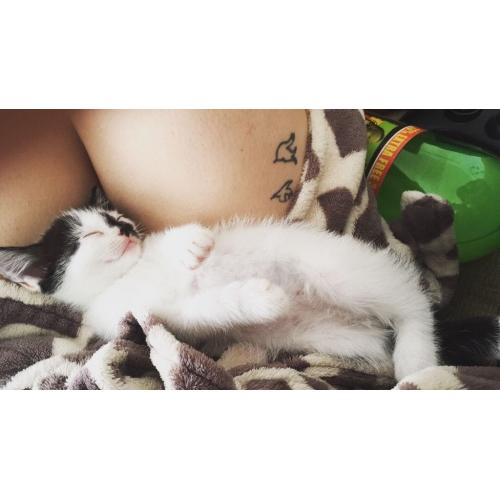 12 week old kitten