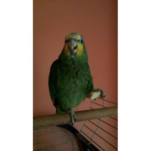 Parrot