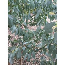 Eucalyptus tree 6 foot tall