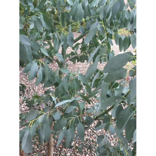 Eucalyptus tree 6 foot tall