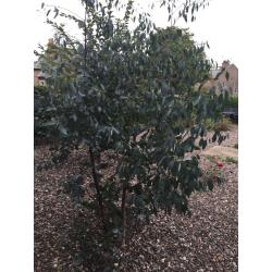 Eucalyptus tree 6 foot tall