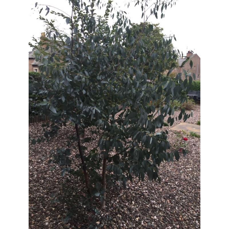 Eucalyptus tree 6 foot tall