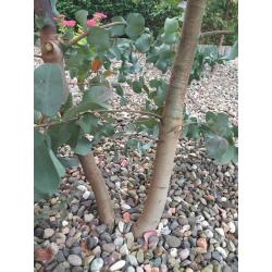 Eucalyptus tree 6 foot tall