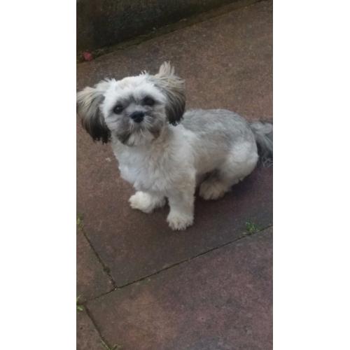 Male shih tzu for sale