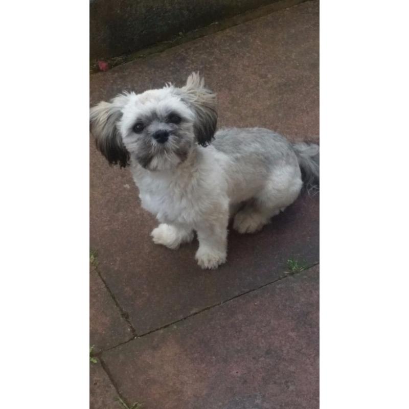 Male shih tzu for sale