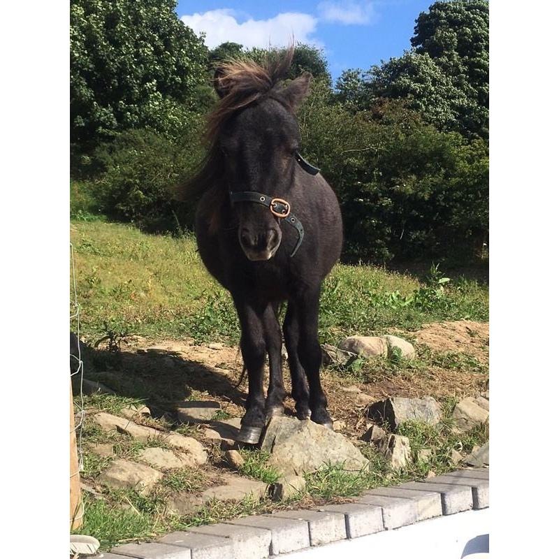 Farrier needed Newry warrenpoint horse Shetland pony