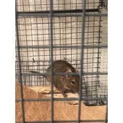 3 male degus, cage, food,... Needing a new home:)
