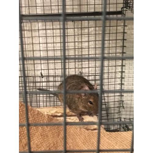 3 male degus, cage, food,... Needing a new home:)