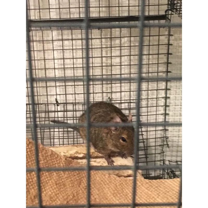 3 male degus, cage, food,... Needing a new home:)