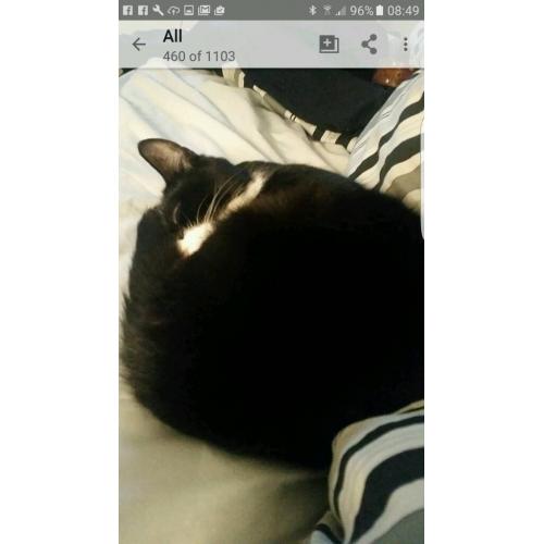 HUGO THE CAT LOOKING FOR A FOREVER HOME