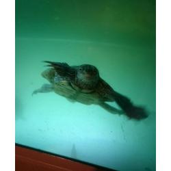 Juwel fish tank for sale