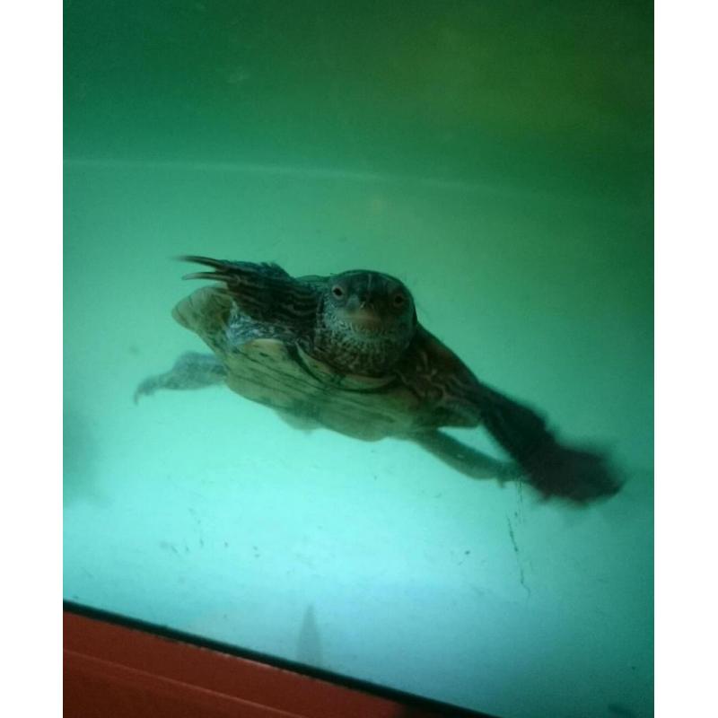 Juwel fish tank for sale