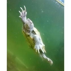 Juwel fish tank for sale