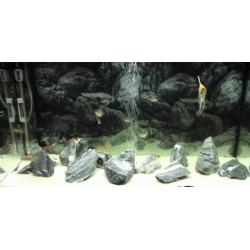Fluvial aquarium full set up only months old