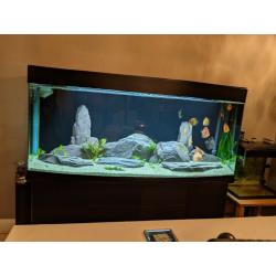 Cleair Bow Front Aquarium