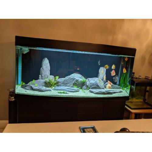 Cleair Bow Front Aquarium