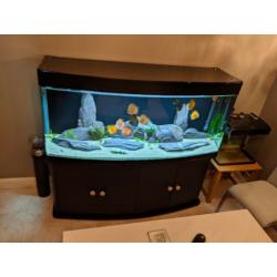 Cleair Bow Front Aquarium
