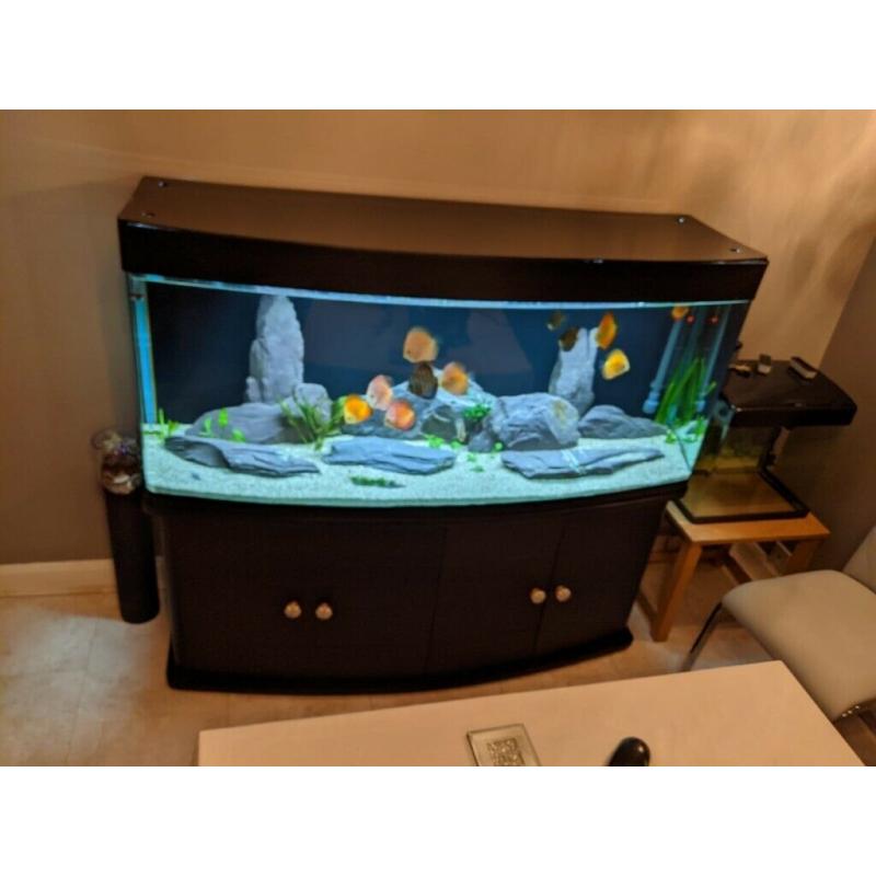 Cleair Bow Front Aquarium