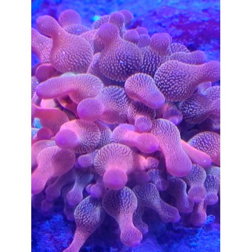 Coral reef marine