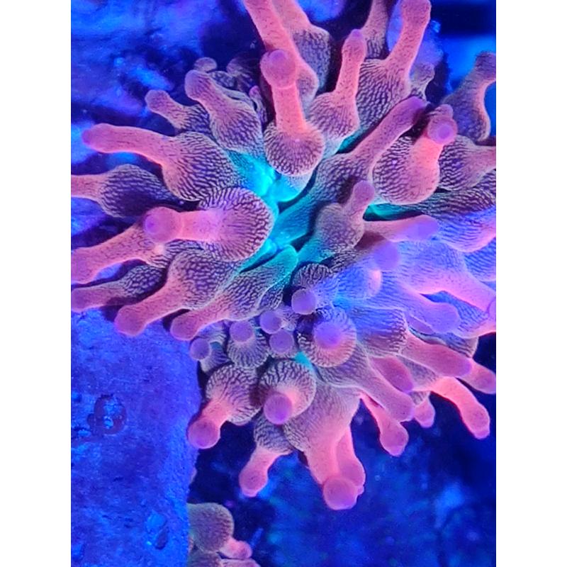 Coral reef marine