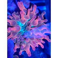 Coral reef marine