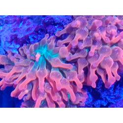 Coral reef marine