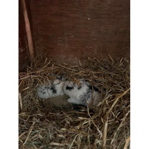Baby rabbits