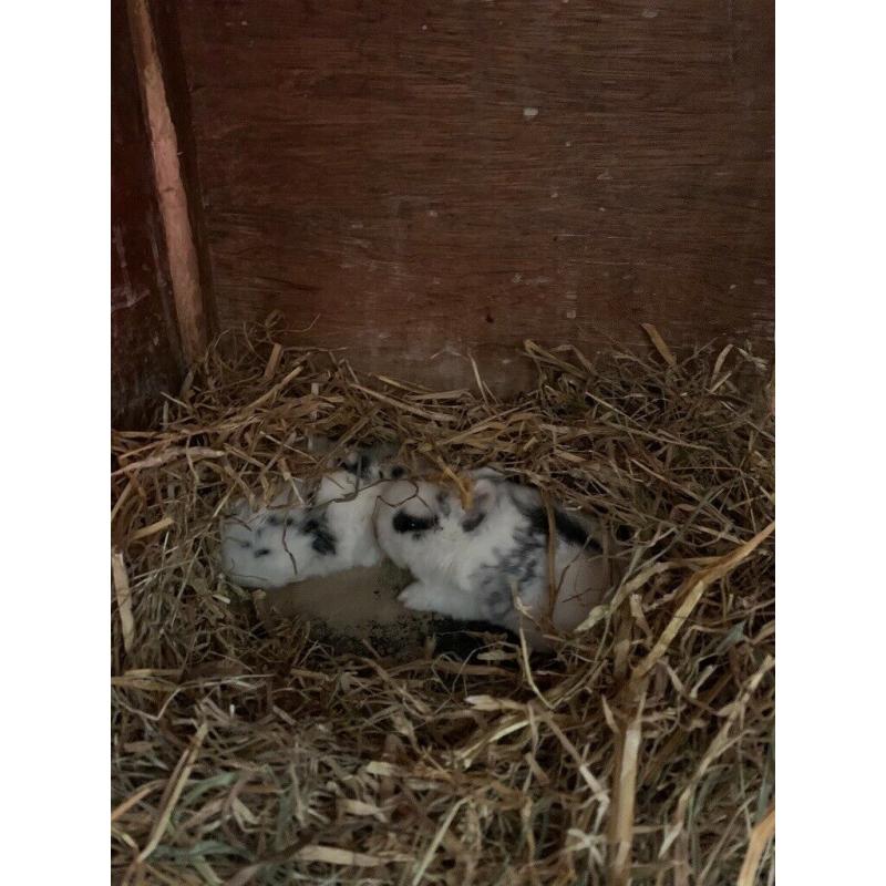 Baby rabbits