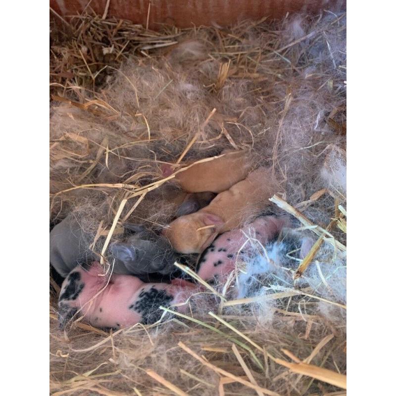 Baby rabbits