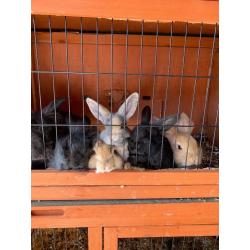 Baby rabbits