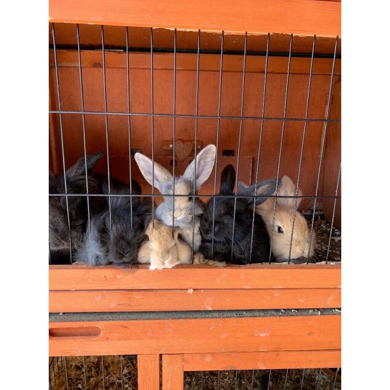 Baby rabbits
