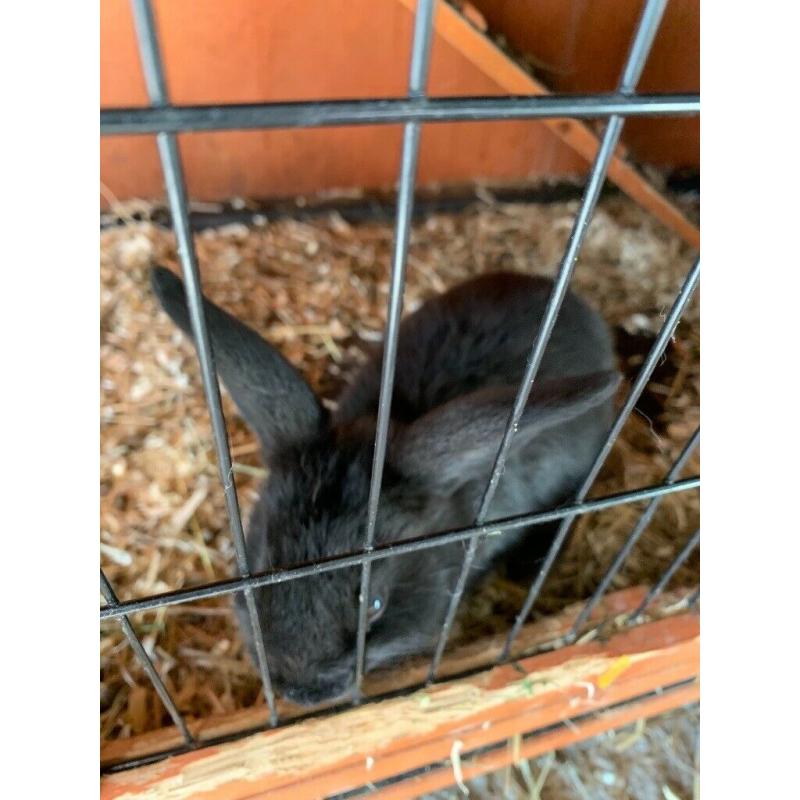 Baby rabbits