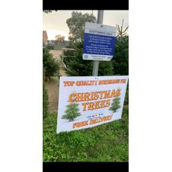 Premium Quality REAL Nordmann Fir Christmas Trees