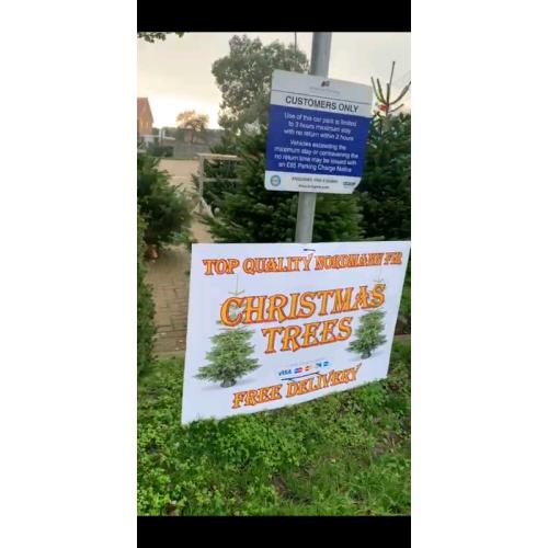 Premium Quality REAL Nordmann Fir Christmas Trees