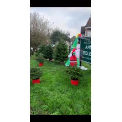 Premium Quality REAL Nordmann Fir Christmas Trees