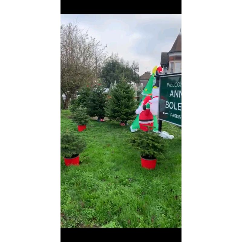 Premium Quality REAL Nordmann Fir Christmas Trees