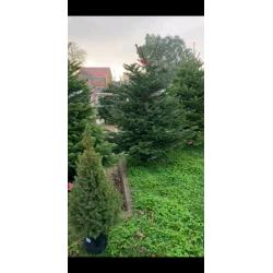Premium Quality REAL Nordmann Fir Christmas Trees