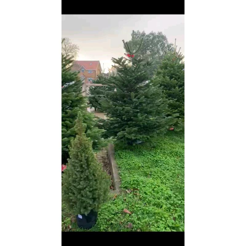 Premium Quality REAL Nordmann Fir Christmas Trees