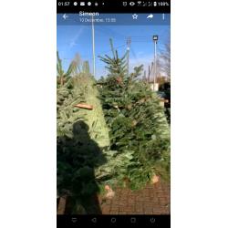 Premium Quality REAL Nordmann Fir Christmas Trees