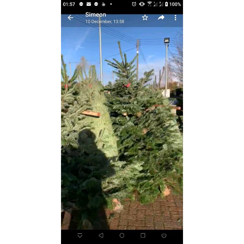 Premium Quality REAL Nordmann Fir Christmas Trees
