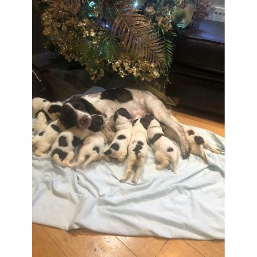 Sprocker