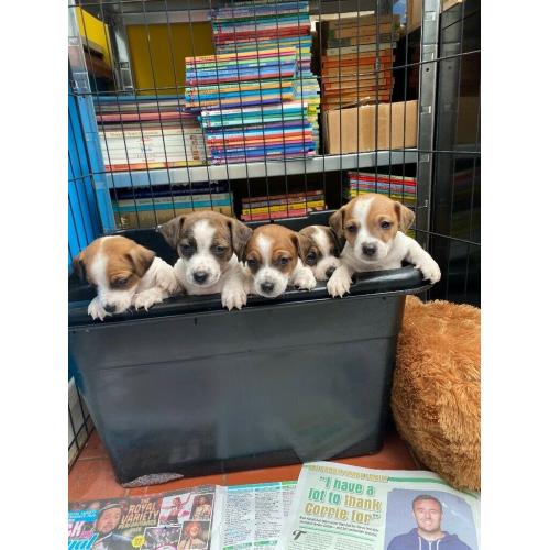 {PRICE DROP} Beautiful litter of 8 really amazing Jack Russell puppies