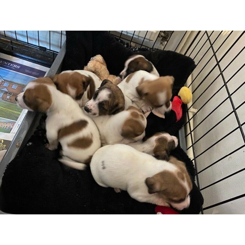 {PRICE DROP} Beautiful litter of 8 really amazing Jack Russell puppies
