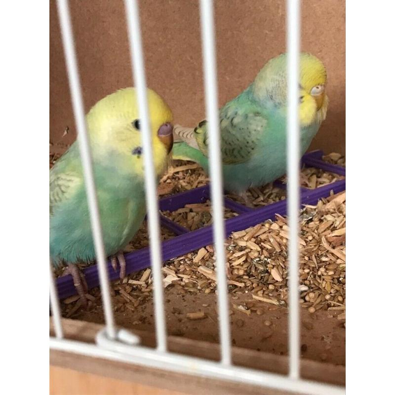 LOVELY YOUNG BUDGIES READY TO GO ALSO GOT A COUPLE OF CAGES