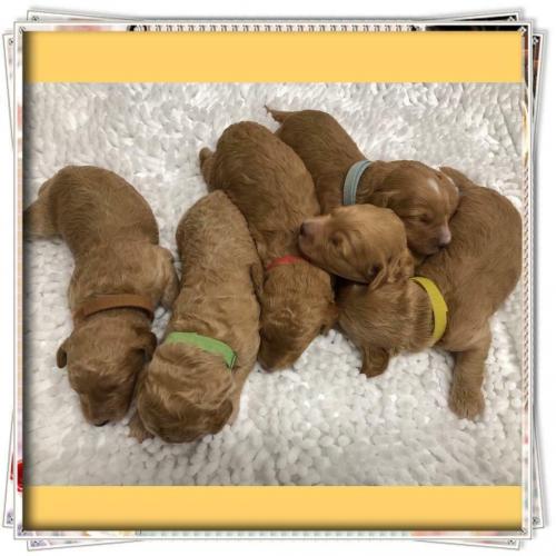 All now reserved!!! Stunning F1b red/apricot Cockapoo puppies