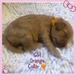 All now reserved!!! Stunning F1b red/apricot Cockapoo puppies