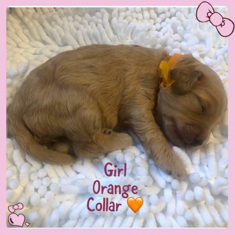 All now reserved!!! Stunning F1b red/apricot Cockapoo puppies