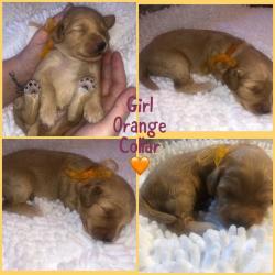 All now reserved!!! Stunning F1b red/apricot Cockapoo puppies